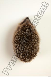 Hedgehog - Erinaceus europaeus  0045